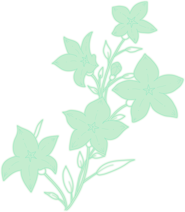 桔梗の花